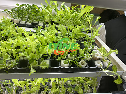 Grow seedlings