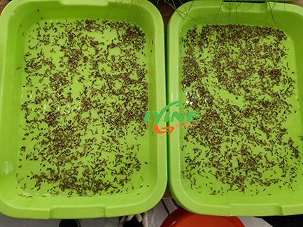 Manila Grass Hydroponic Planting Experiment01