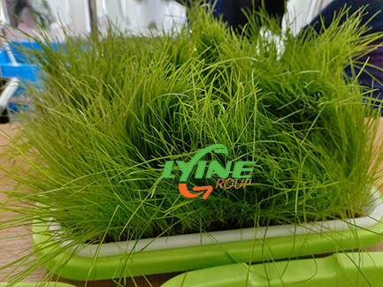 Manila Grass Hydroponic Planting Experiment03