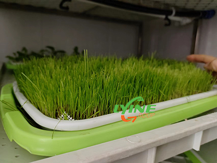 Manila Grass Hydroponic Planting Experiment04