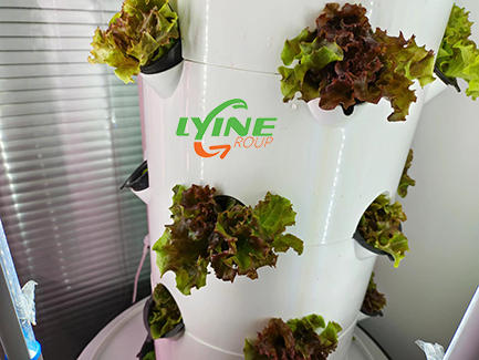  hydroponic lettuce