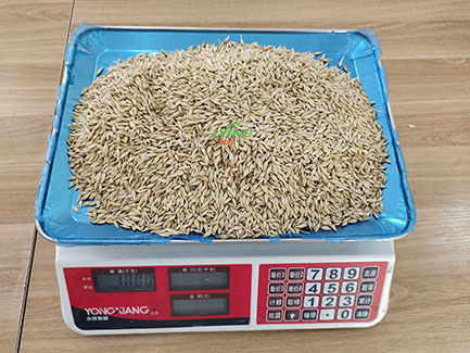 barley seeds 