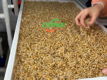 Spread the cleaned barley seeds on the 85 tray 