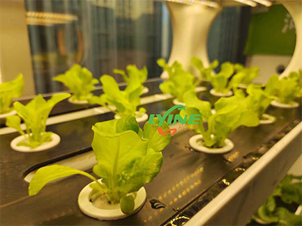 hydroponics farming 