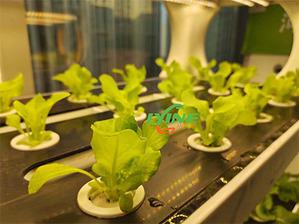 hydroponics farming 