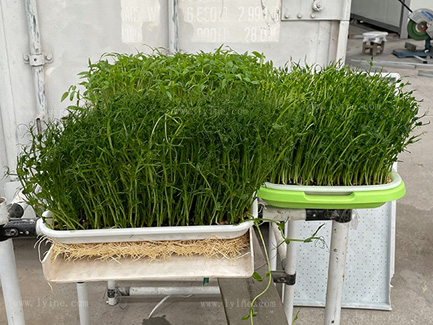 Microgreen System