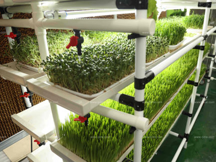 microgreen system