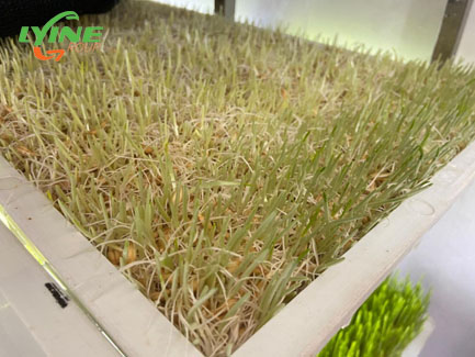 Hydroponic Fodder Growth