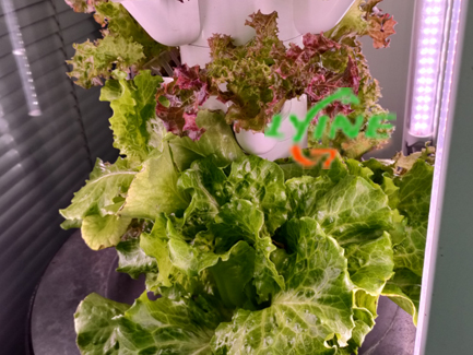 hydroponic vegetables