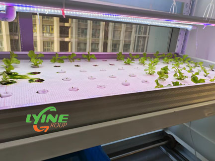 Grow Hydroponic Italian Lettuce