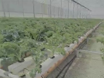 Mauritius NFT System