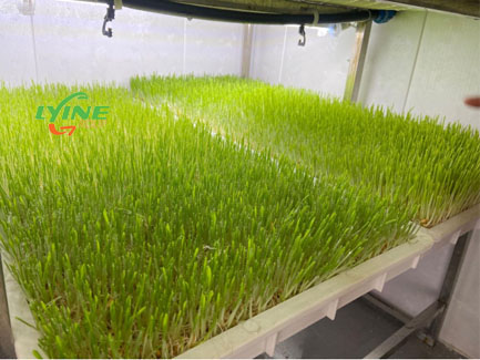 Hydroponic Fodder Growth02