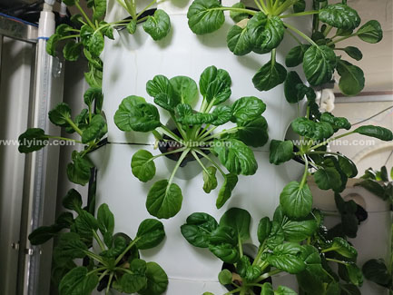 Brazilian Customer Purchase Aeroponic Tower System to Grow Vegetables