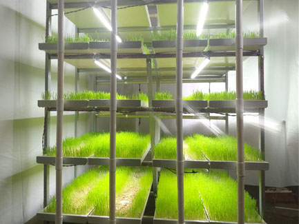 Singapore Microgreen System and Aeroponic Tower System