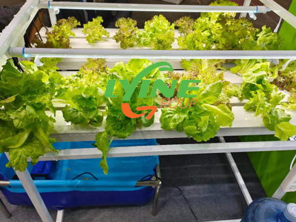  4 Types of Hydroponic Vegetables Indoor Growing System