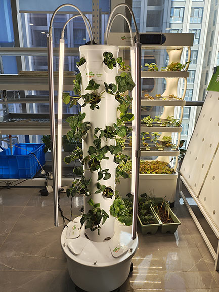 hydroponic strawberries