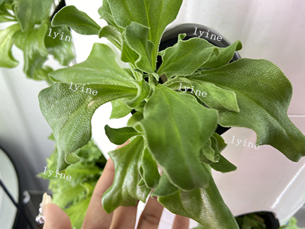 Aeroponic Tower System