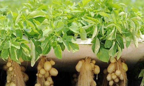  the aeroponic system