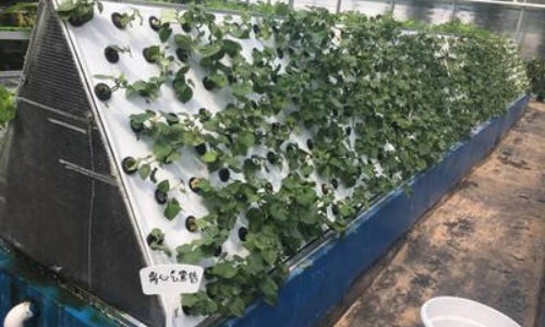  the aeroponic system