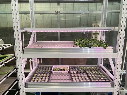 seedling-rack-system