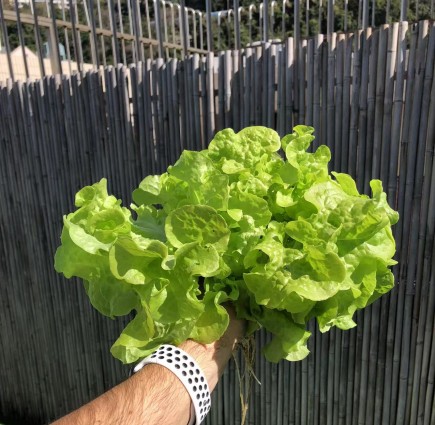 Hydroponic System