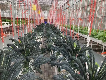 Substrate cultivation