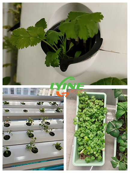 grow cilantro