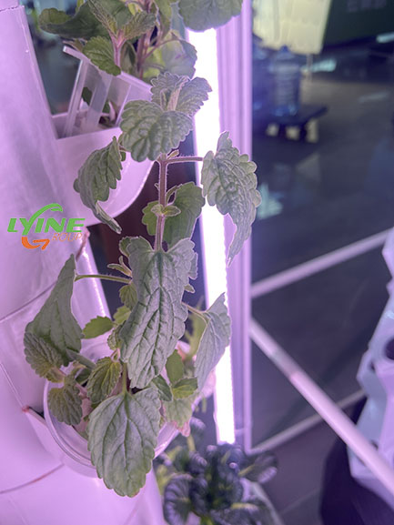 Hydroponic Mint02