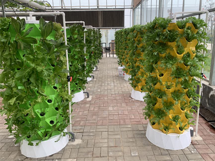 Qatar 5 Sets of Hydroponic Pineapple Tower System