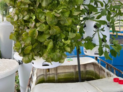 Aquaponics system