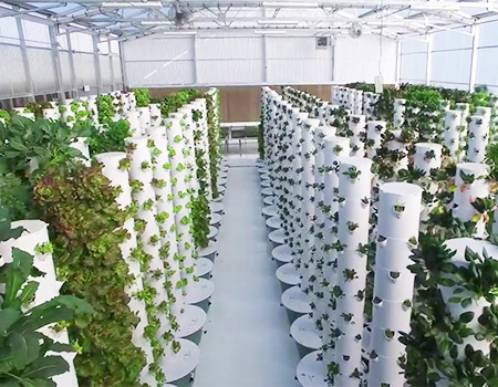 commercial Aeroponic Tower Farming