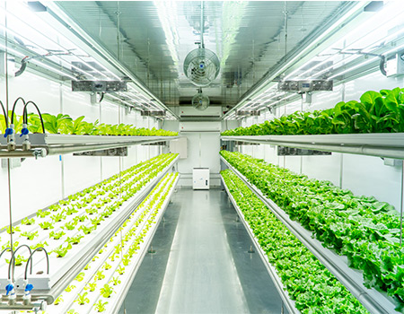 hydroponic plant factory