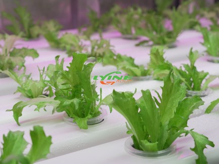 the aeroponic system