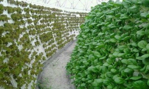  the aeroponic system