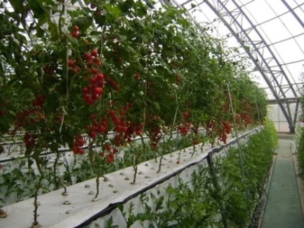 the aeroponic system