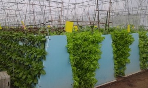 the aeroponic system