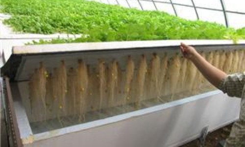  the aeroponic system