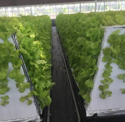  the aeroponic system