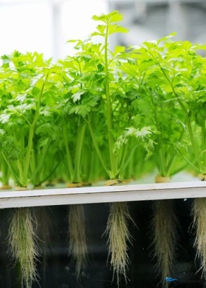 the aeroponic system