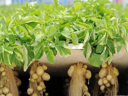 the aeroponic system