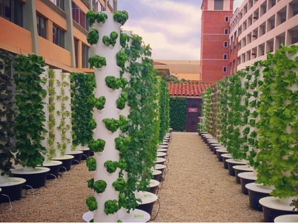 Italian Customers Use Hydroponic Tower System To Plant Flowers