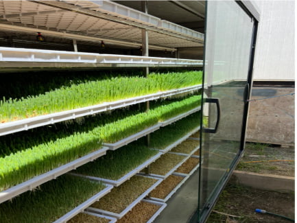 australian-100kg-hydroponic-fodder-unit