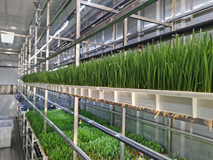 Australian Hydroponic Forage Factory