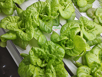 hydroponic lettuce