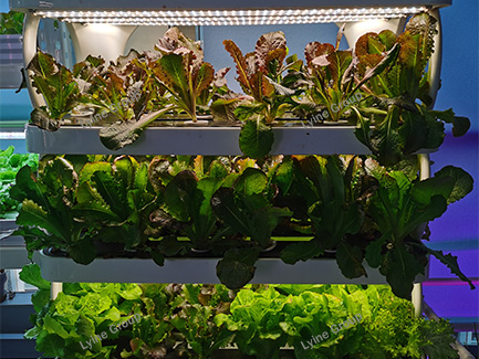 Indoor Hydroponic Grow Cabinet