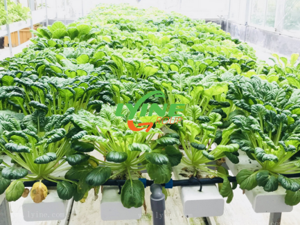 The NFT Hydroponic System