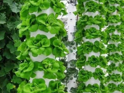  the aeroponic system