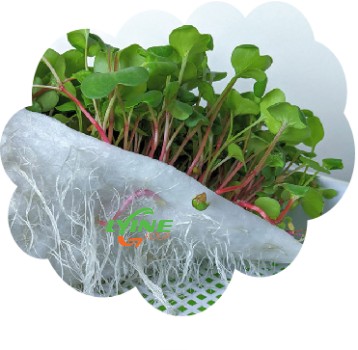  MIcrogreen