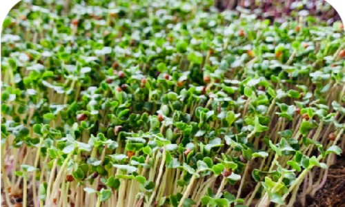 Hydroponic vegetable