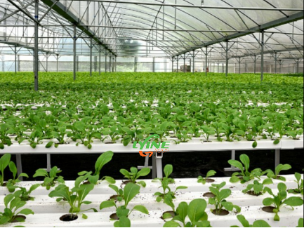 NFT Hydroponic System